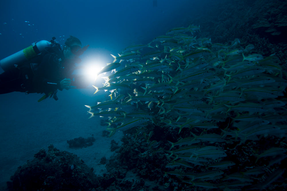 PADI Night Diver Course