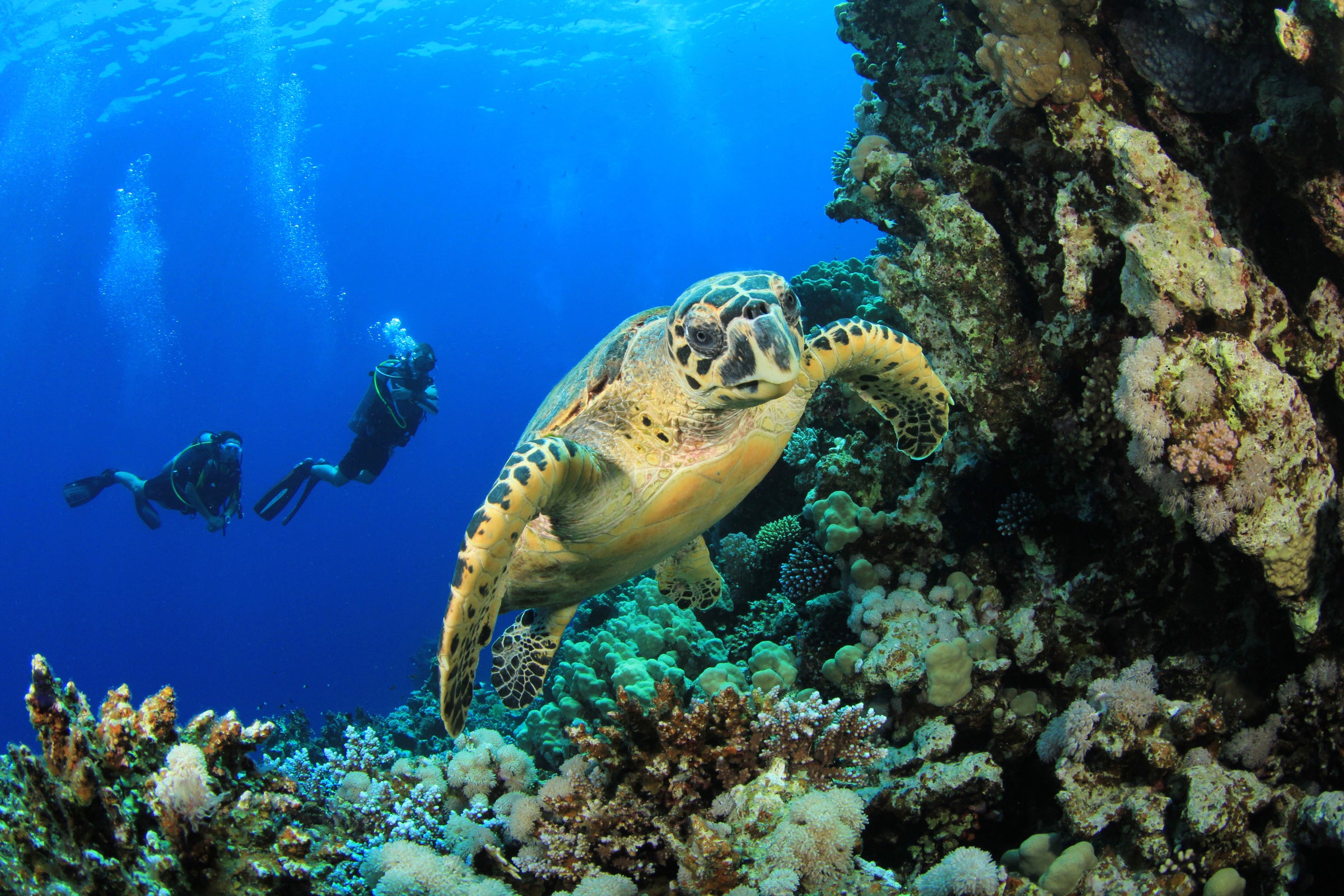 Learn to scuba dive - sea turtle in ocean